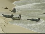 Baños entre focas en San Diego