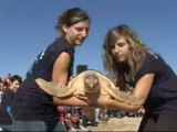 Seis tortugas pasean en libertad por la playa de Premià de Mar