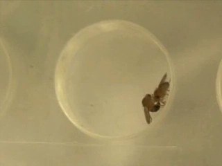 Una señal química indica a las moscas con quién copular