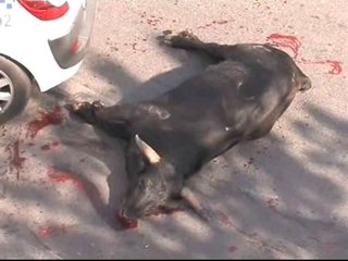 Abatido un toro en las calles marbellíes