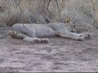 Desciende población felina en Kenia