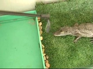 El peligro de "acoger" animales exóticos