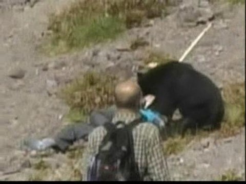 Un oso hiere a nueve turistas en una terminal de autobuses de Japón