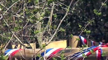 Un arbre planté à Auxerre contre l'antisémitisme : la bête est toujours là ...