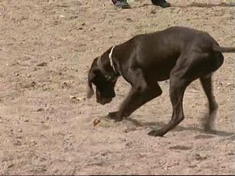 Seis perros más para buscar cadáveres