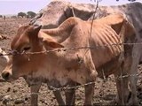 Vacas esqueléticas en Kenia