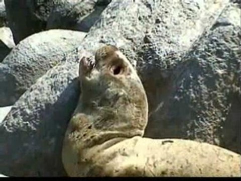 Más de 300 leones marinos muertos en Chile