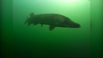 Deux plongeurs recontrent un grand brochet (1,30m)