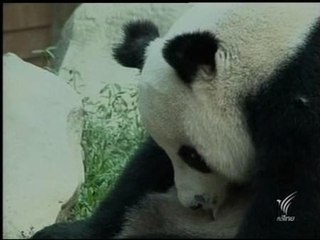 Nace un panda por inseminación en Tailandia