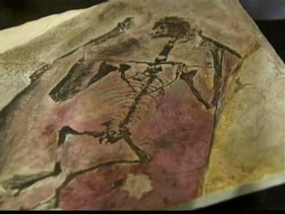 El fósil del reptil más antiguo del mundo en Río de Janeiro