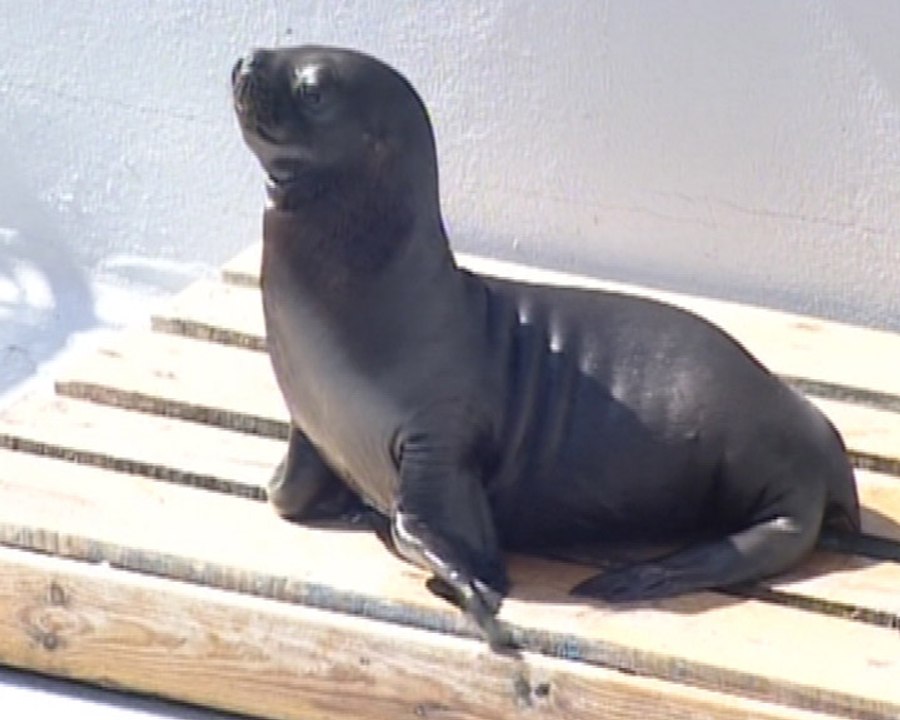 L'Oceanogràfic tiene dos nuevos inquilinos