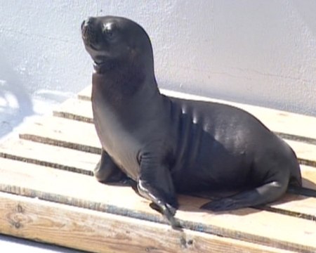 L'Oceanogràfic tiene dos nuevos inquilinos
