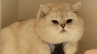 funny animals videos - the most funny cat