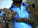 Dos leopardos nacen en un zoo de La India