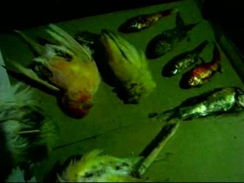 Una plataforma denuncia el hallazgo de animales muertos en las Ramblas de Barcelona