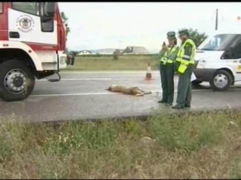 Los perros abandonados provocaron 3000 accidentes de tráfico en 2008