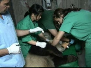Inseminan artificialmente a la osa panda del Zoo Aquarium de Madrid