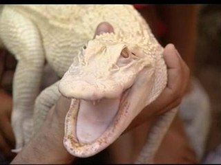 Cristiano Ronaldo en versión reptil
