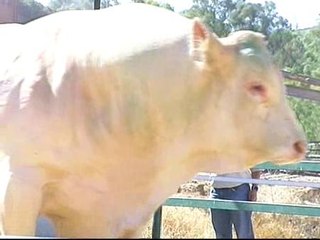 Compran un toro de 1.700 kg que iba camino del matadero