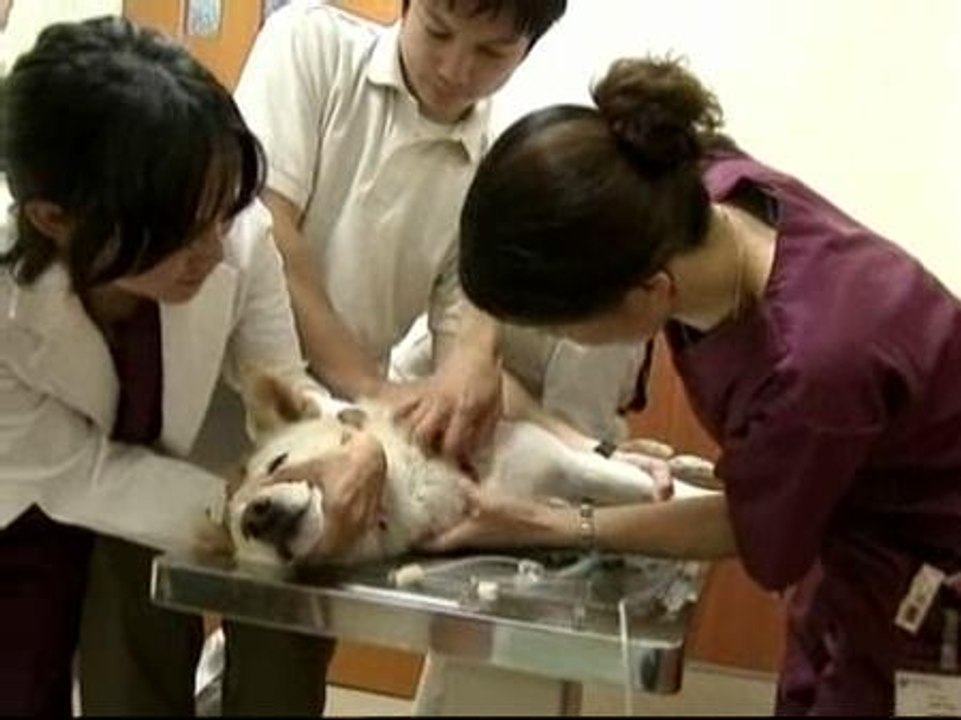 Los perros también donan