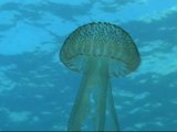 Localizan en aguas del estrecho 500 ejemplares de medusas peligrosas