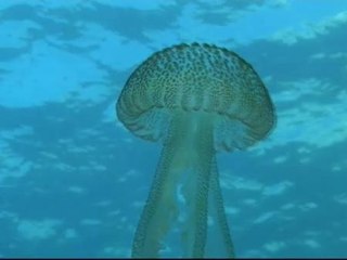 Скачать видео: Localizan en aguas del estrecho 500 ejemplares de medusas peligrosas