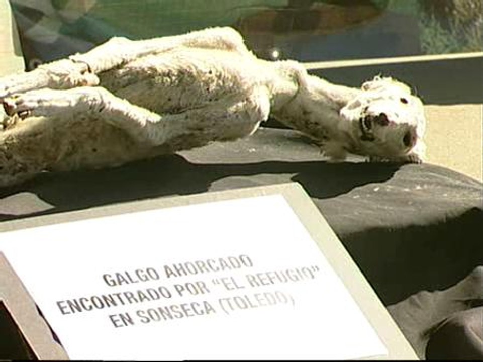 La asociación El Refugio denuncia los ahorcamientos de miles de galgos
