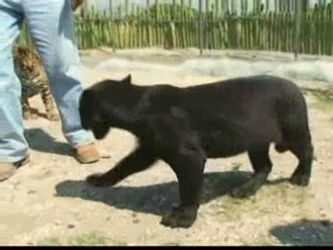 Un zoo mexicano presenta a sus dos crías de jaguar