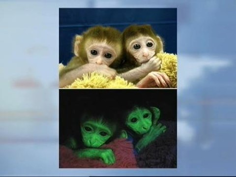 Los monos fluorescentes que pueden llegar a salvar vidas