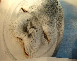 Crece el ritmo de desaparición de especies