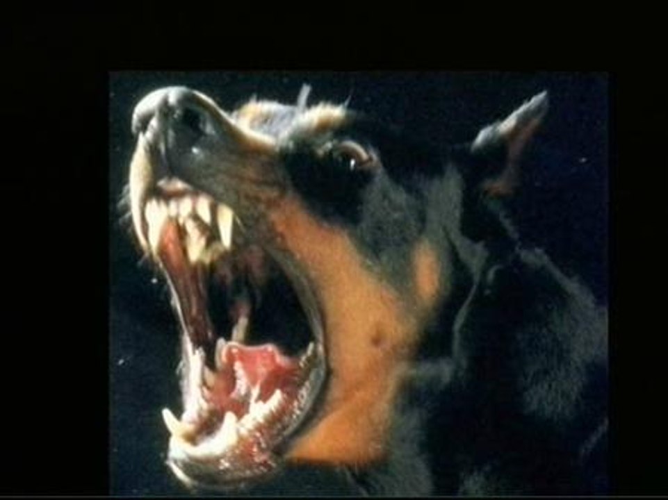 El PP contraataca ladrando