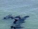500 delfines desorientados en Manila