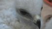 Nacen cuatro crías de águila perdiguera