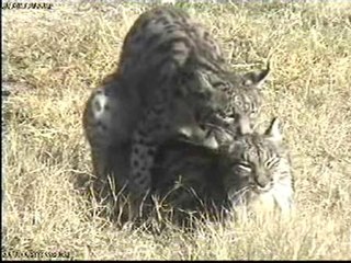 El Lince: Pasión y Reproducción en Dos Meses