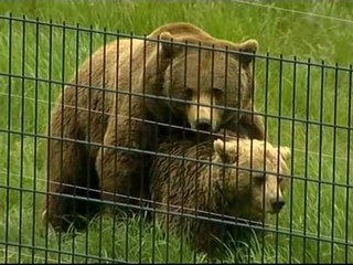 El oso Furaco logra aparearse con la osa Tola después de un año