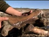Fósiles de armadillos descubiertos en Argentina