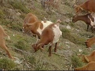 Google &#039;contrata&#039; a 200 cabras para cortar el césped de su sede