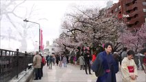 Sakura Mevsimi Tokyo'ya Erken Geldi- Soğuk Havaya Aldırış Etmeden Parklara Akın Ettiler