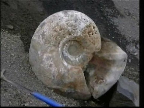 Cementerio de fósiles gigantes de amonites