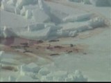 El hielo del Artico se tiñe de rojo por las matanzas