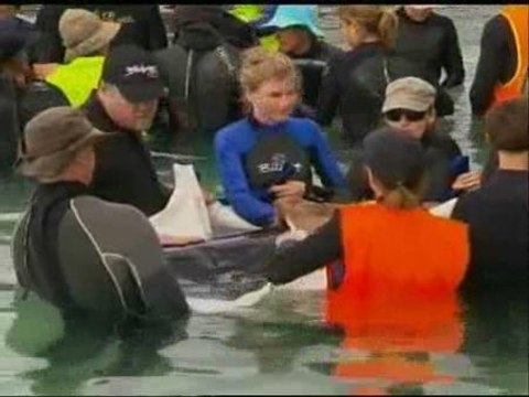 Ballenas trasladadas en grúa en Australia