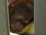 De resort a centro de investigación de orangutanes