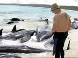 Salvar 17 ballenas varadas en la costa australiana