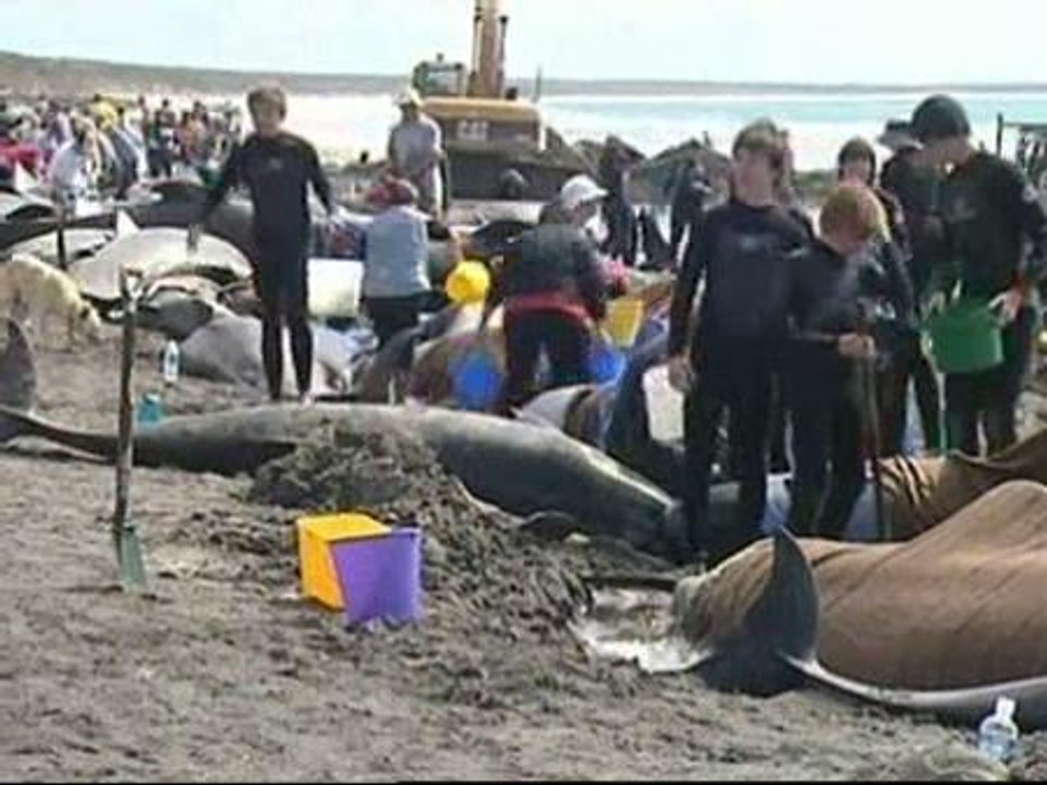 Cerca de 200 ballenas varadas en Tasmania
