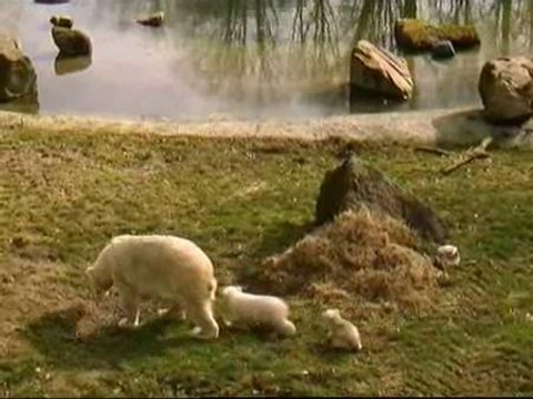 Osos polares mellizos