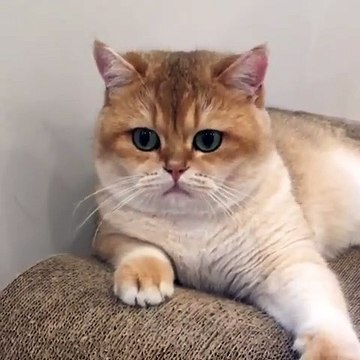 funny animals video - big eyes animals cute cat