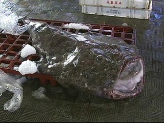 Pescan un rape de 53 kilos