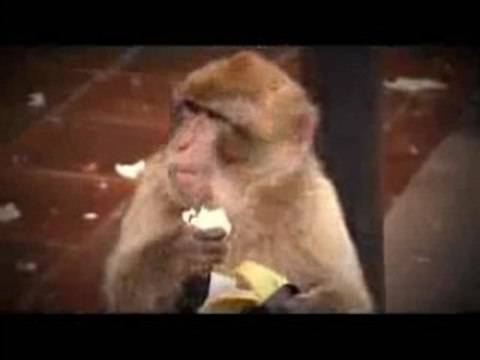 El Follonero se infiltra en Gibraltar