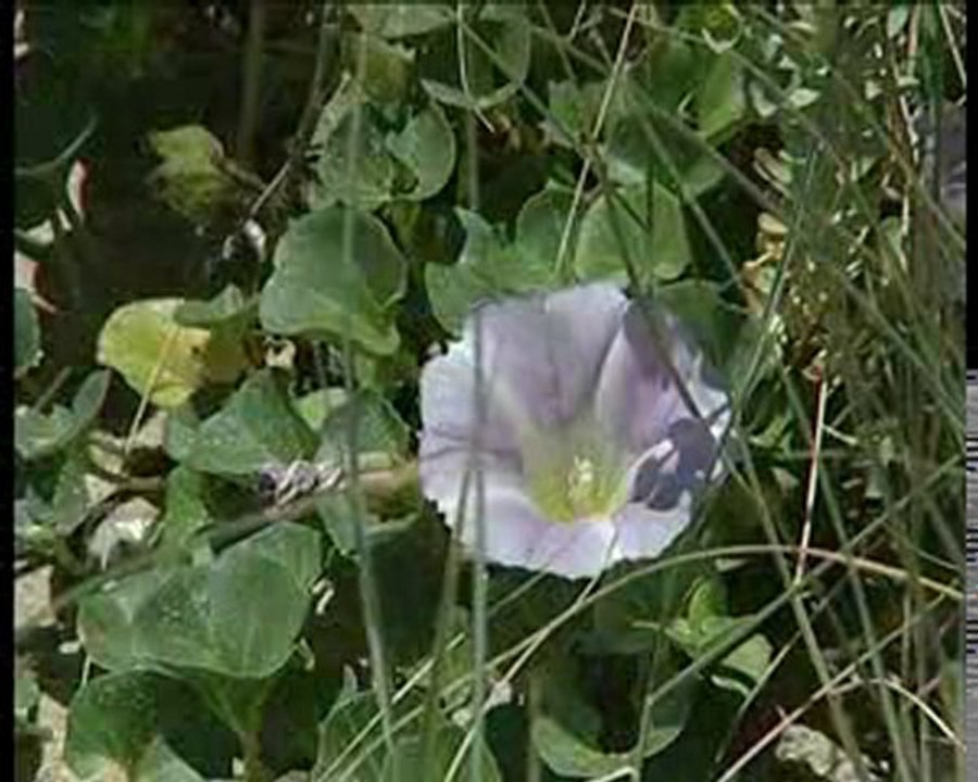 Les Dunes et les plages à Saint-Jean-de-monts (85160)