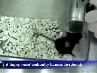 Científicos japoneses crean un ratón que trina